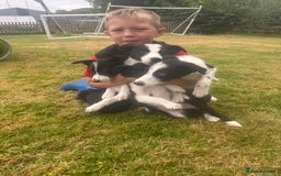 Border Collie dogs for sale: Gorgeous Sheep Dog Pups  - Image 6
