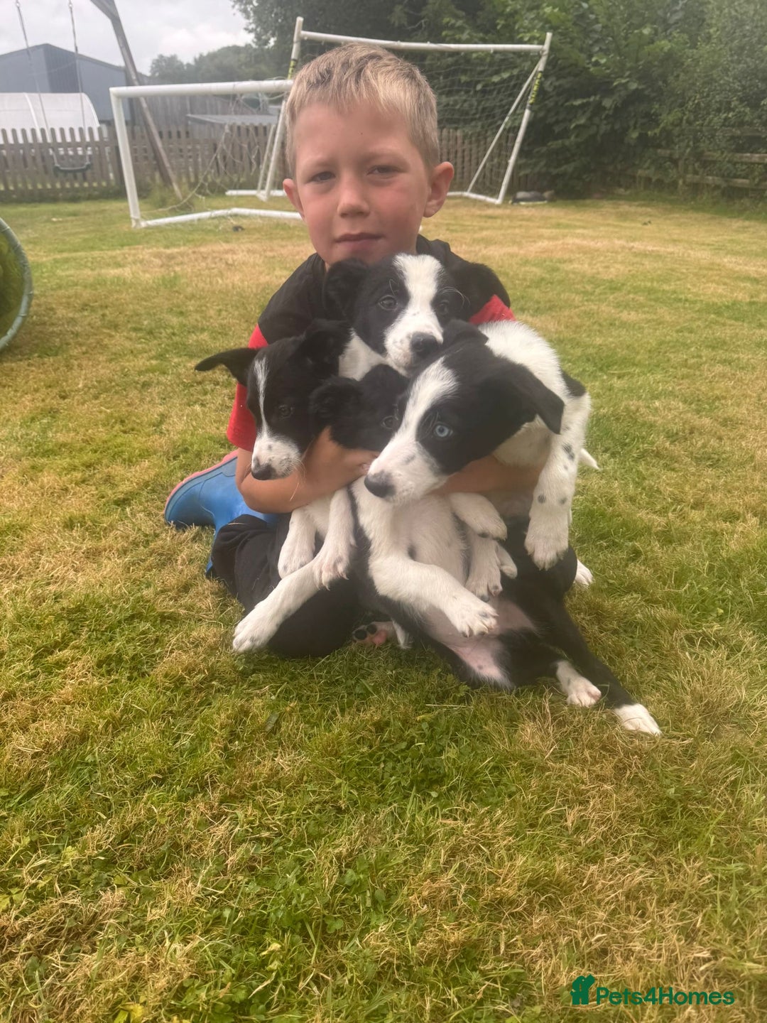 Border Collie dogs for sale: Gorgeous Sheep Dog Pups  - Image 6