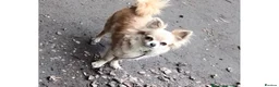 Chihuahua dogs for sale: *6 months old* female chihuahua long coat  - Advert 12