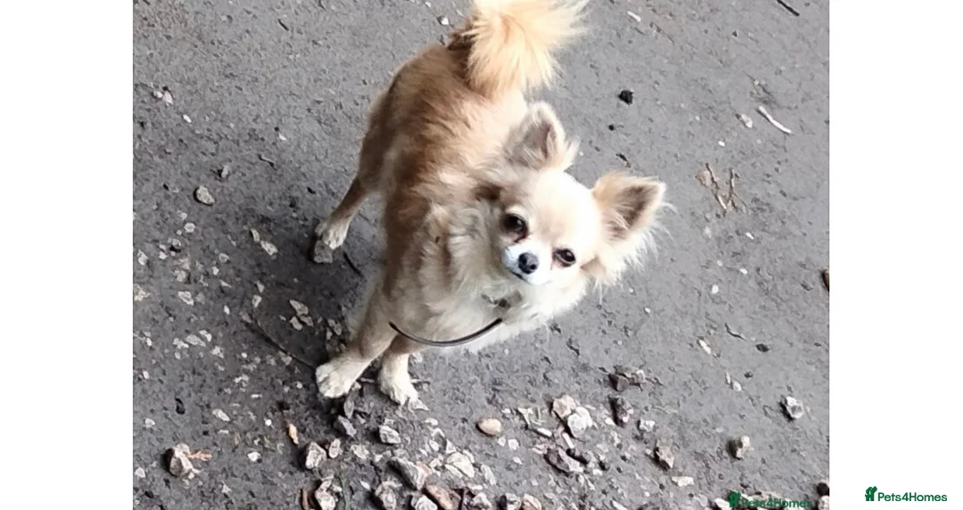 Chihuahua dogs for sale: *6 months old* female chihuahua long coat  - Advert 12