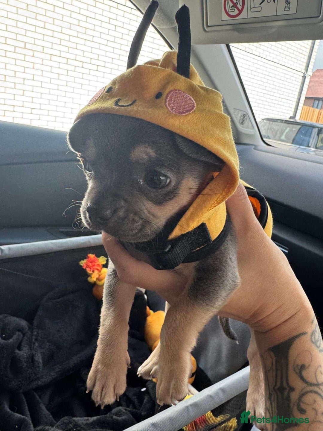 Mixed Breed dogs for sale: Frenchie x chihuahua  - Image 7