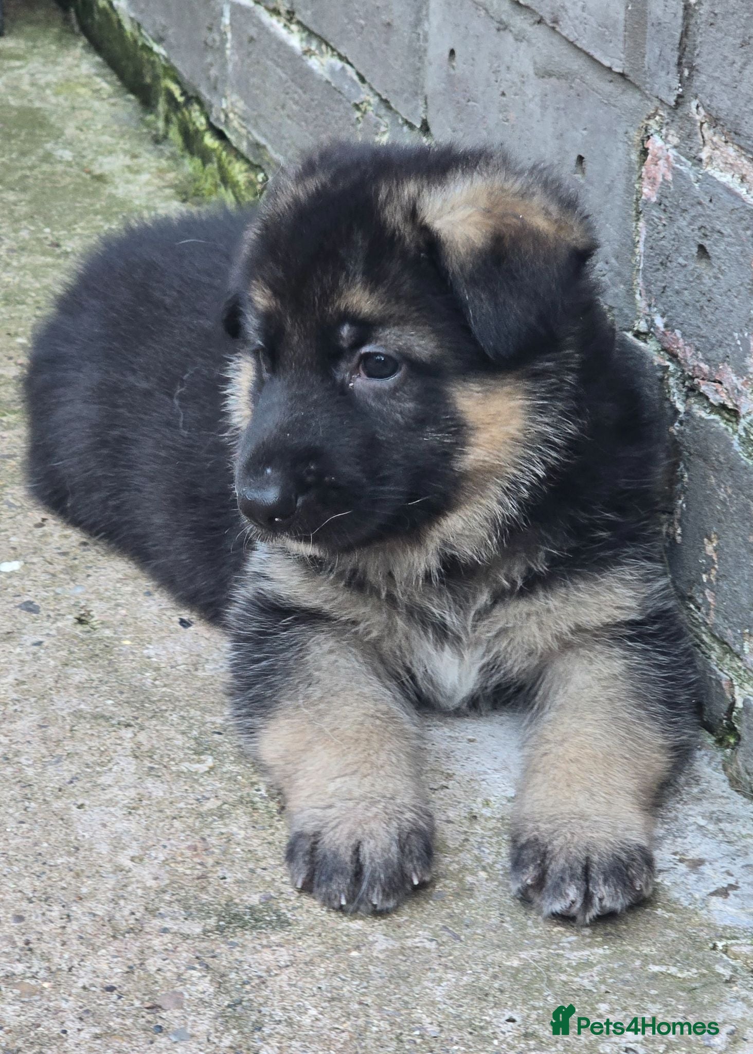 German Shepherd dogs Top Quality GSD (Alsatian) Pups For Sale - Advert 1