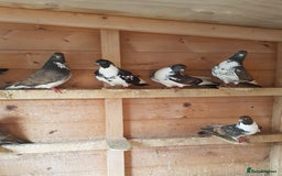 Pigeons birds for sale: Tumbler pigeons  - Image 2
