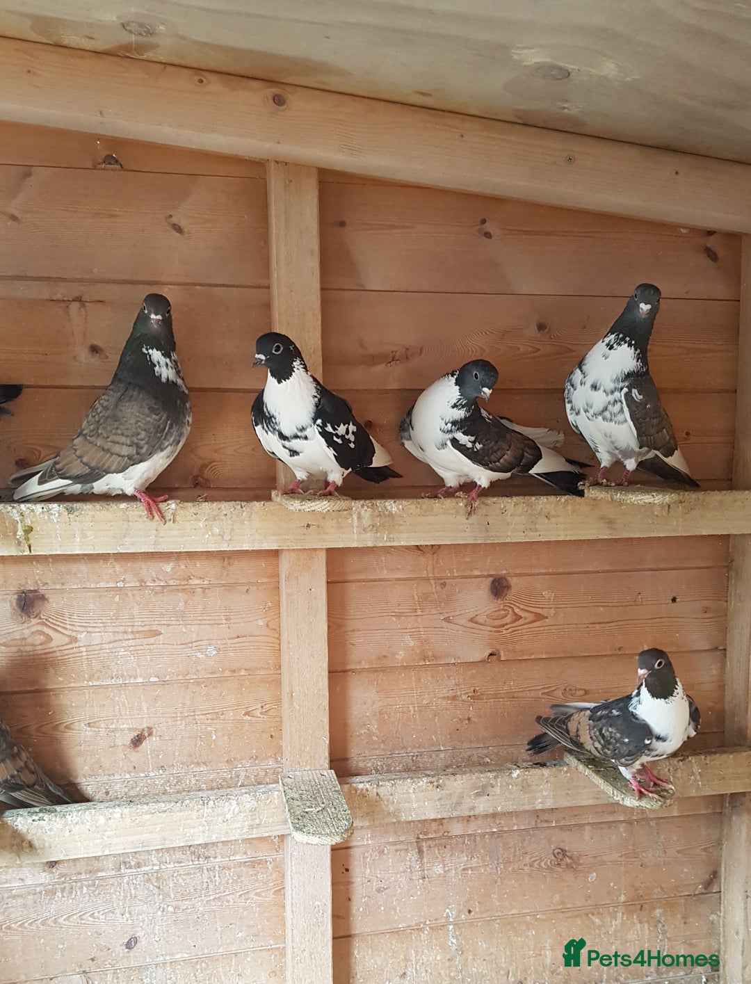 Pigeons birds for sale: Tumbler pigeons  - Image 2