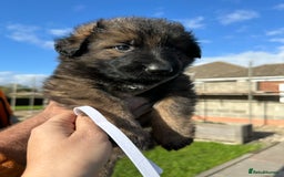German Shepherd dogs for sale: Beautiful Litter of German Shepherd Puppies - Image 19