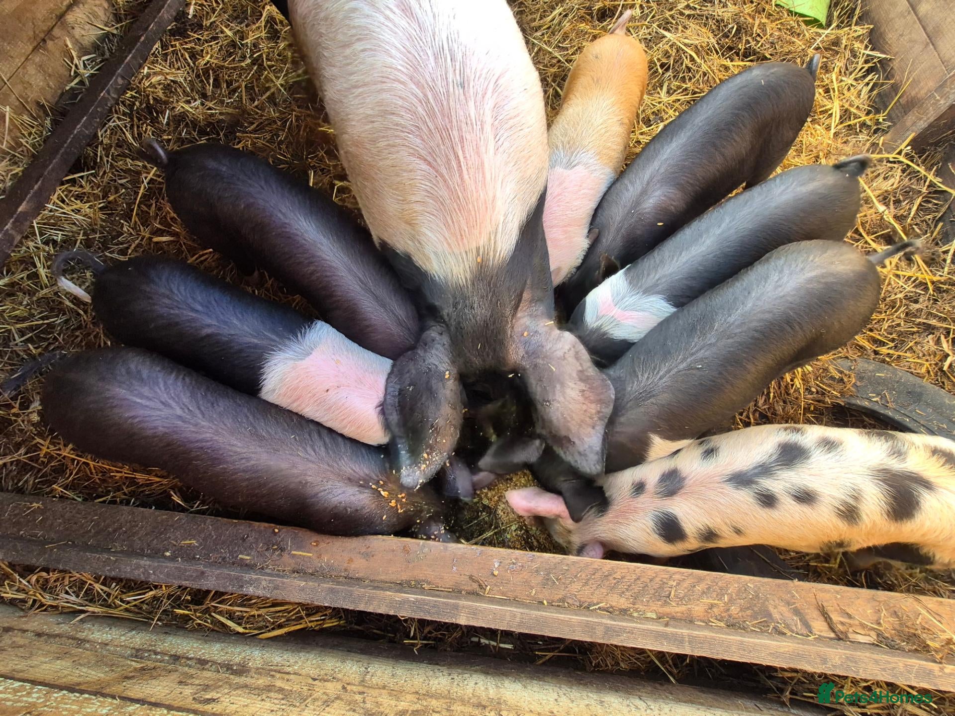 Pig livestock for sale: Saddleback x tamworth  - Advert 2