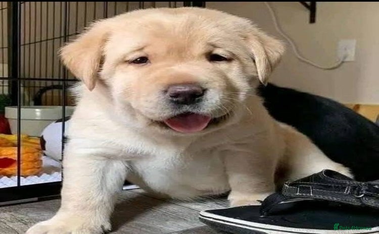 Labrador Retriever dogs - Advert 2