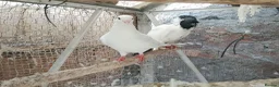 Pigeons birds for sale: Pigeon for sale - Advert 16