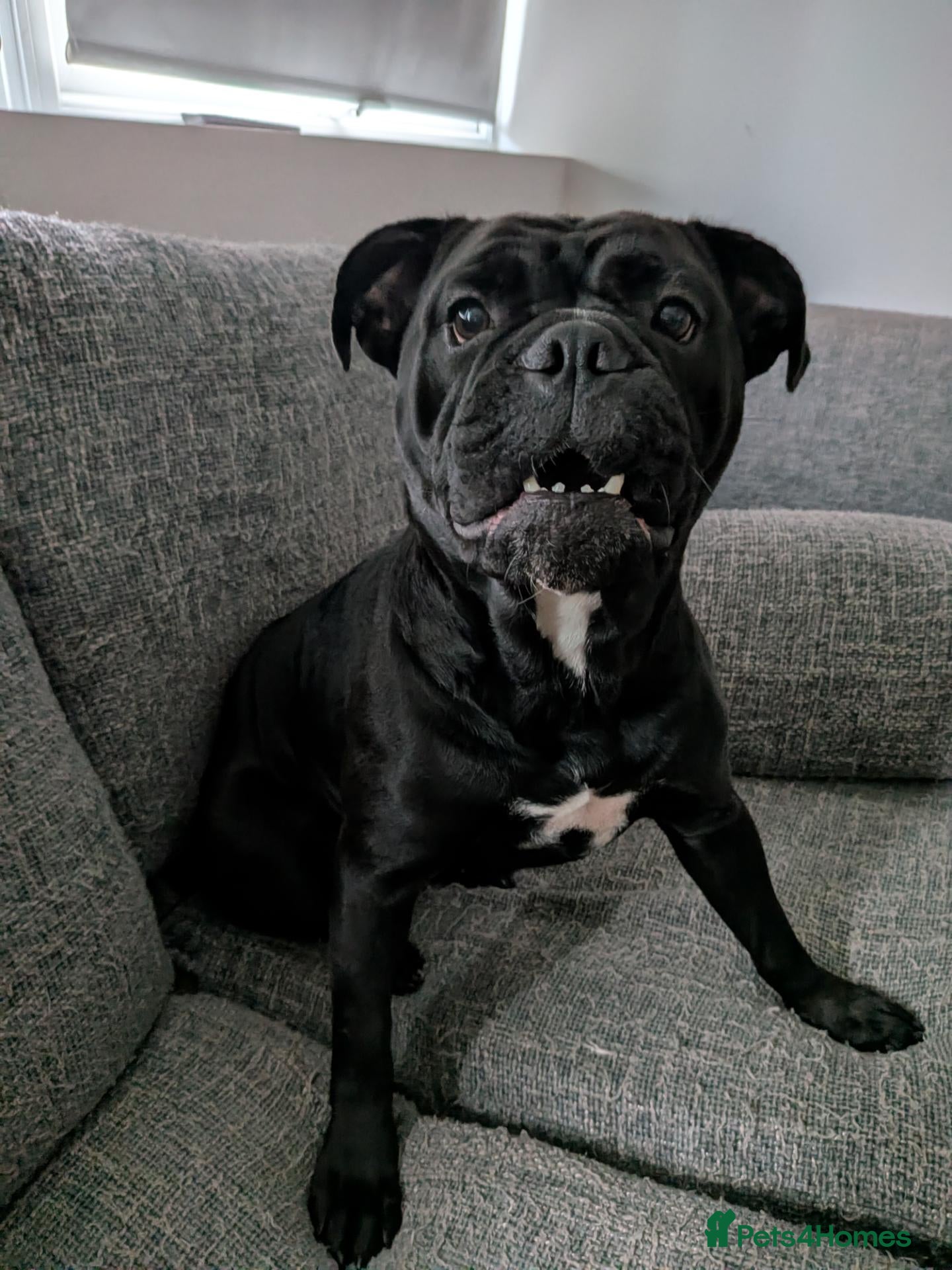 Olde English Bulldogge dogs Olde English bulldog - Advert 2