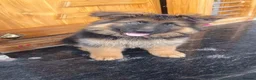 German Shepherd dogs for sale: Five lovely German shepherd puppies ready now  in Bath - Advert 4