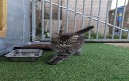 Persian cats for sale: ADORABLE RUSSIAN BLUE X PERSIAN KITTENS - Image 7
