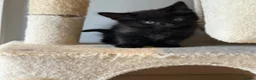 Mixed Breed cats for sale: 2 beautiful mixed-breed kittens left - Advert 3