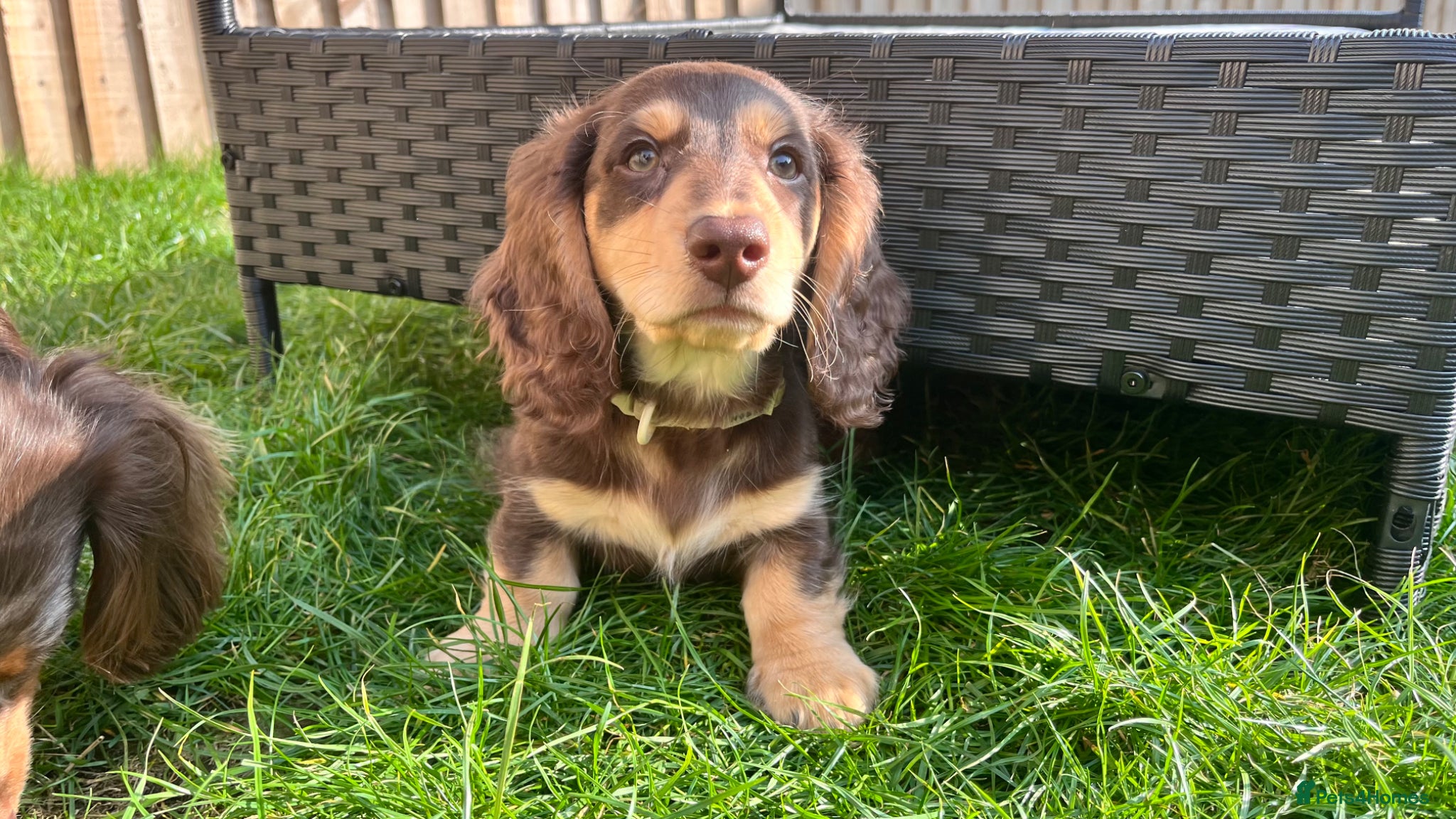 Miniature Dachshund dogs Male miniature dachshund  - Advert 10