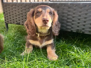 Miniature Dachshund dogs Male miniature dachshund - Advert 10