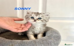 Persian cats for sale: **LAST ONE** Stunning pure Persian Kittens PKD Neg - Image 8