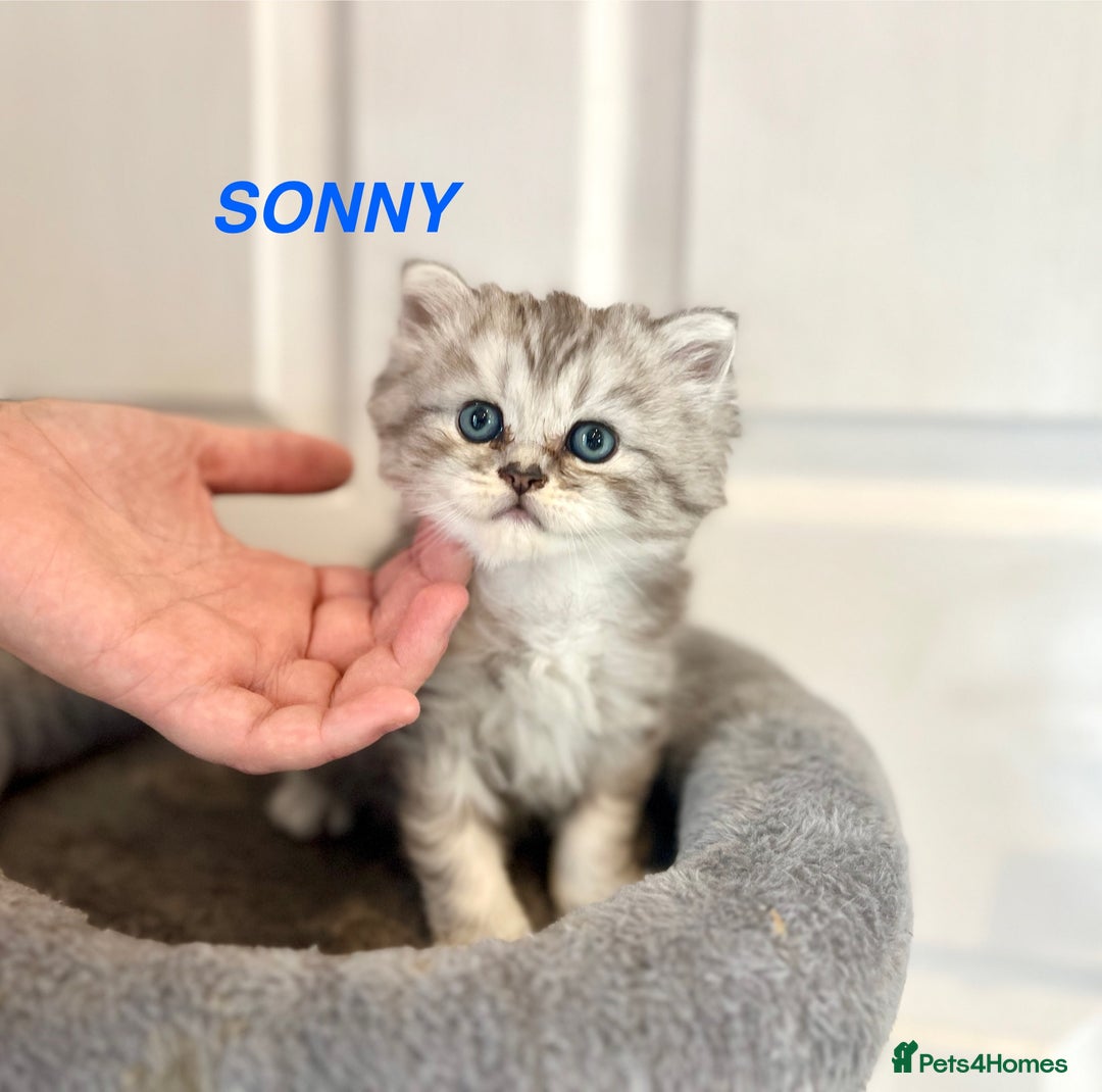 Persian cats for sale: **LAST ONE** Stunning pure Persian Kittens PKD Neg - Image 8