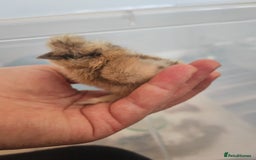 Chickens poultry for sale: USA silkie, jumbo coturnix, celadon quails - Image 25