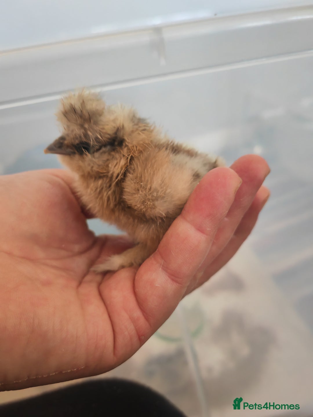 Chickens poultry for sale: USA silkie, jumbo coturnix, celadon quails - Image 25
