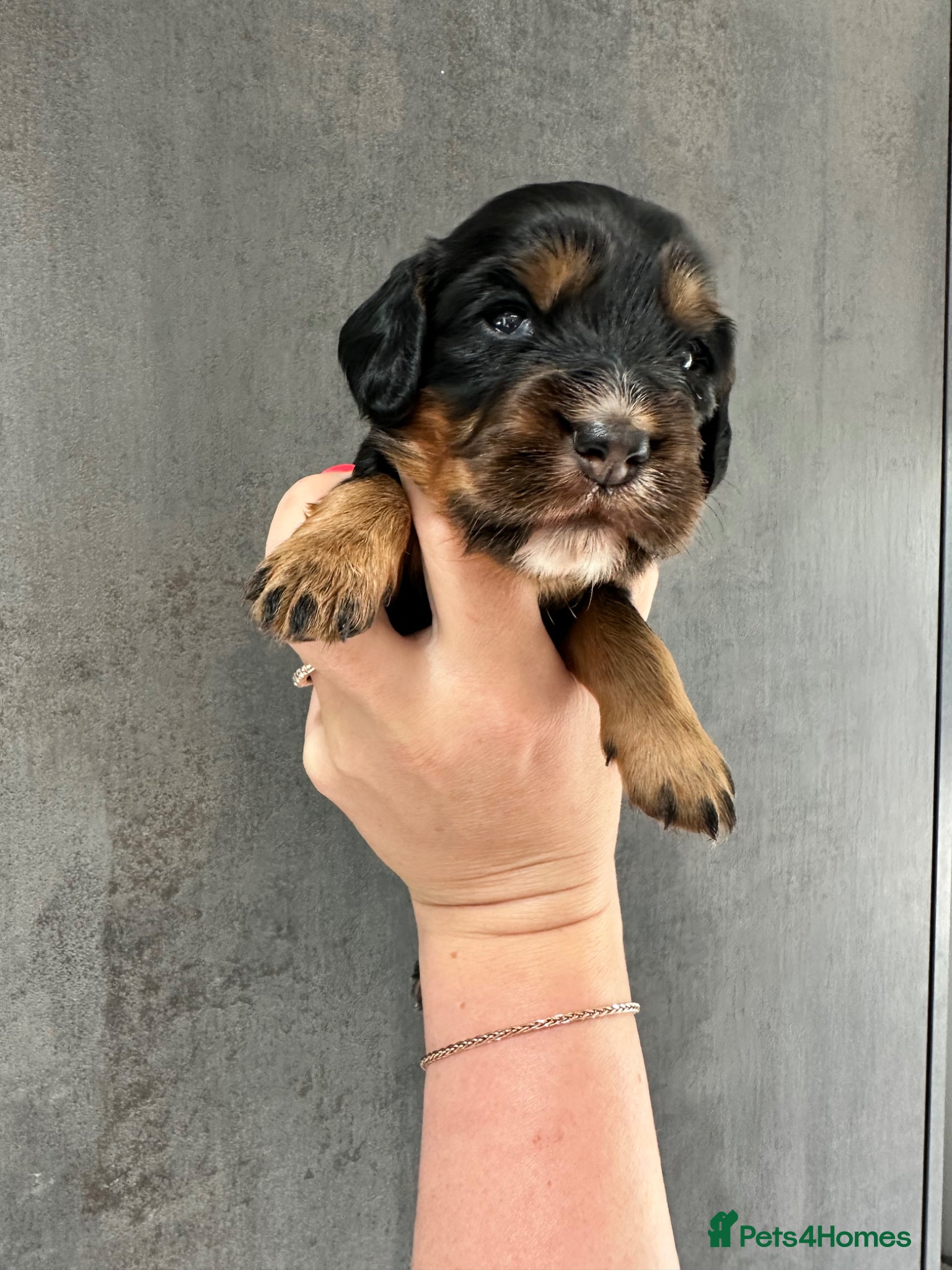 Cocker Spaniel Puppy 5