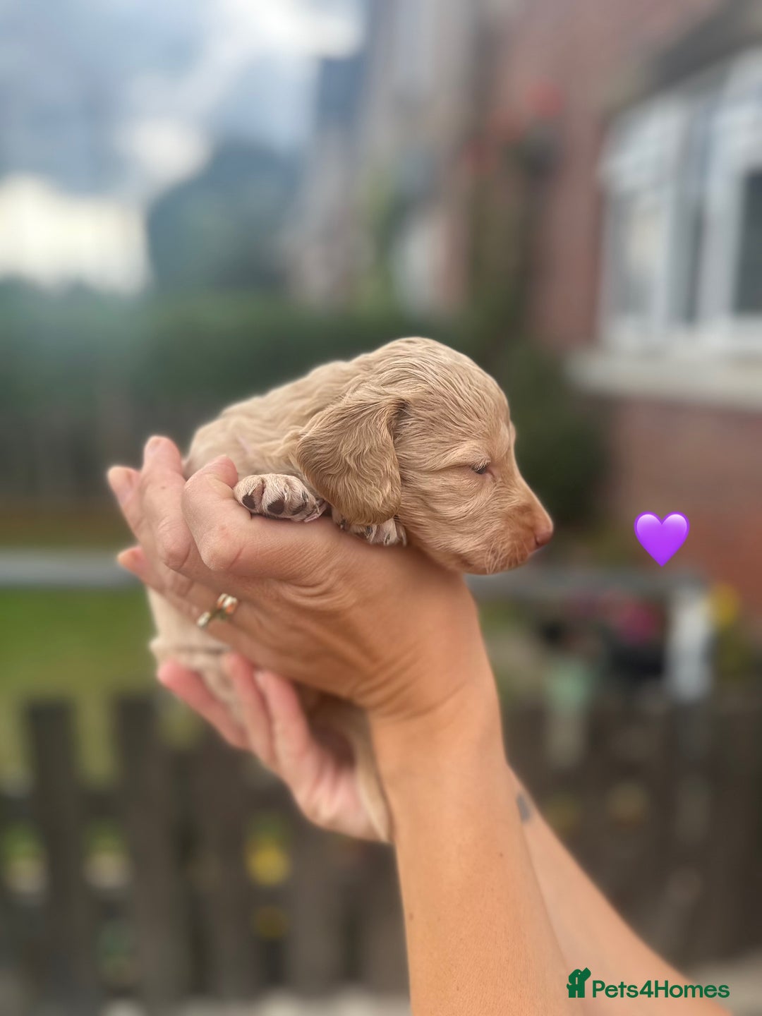 Cockapoo dogs for sale: Stunning f1b cockapoo puppies!!  - Image 21