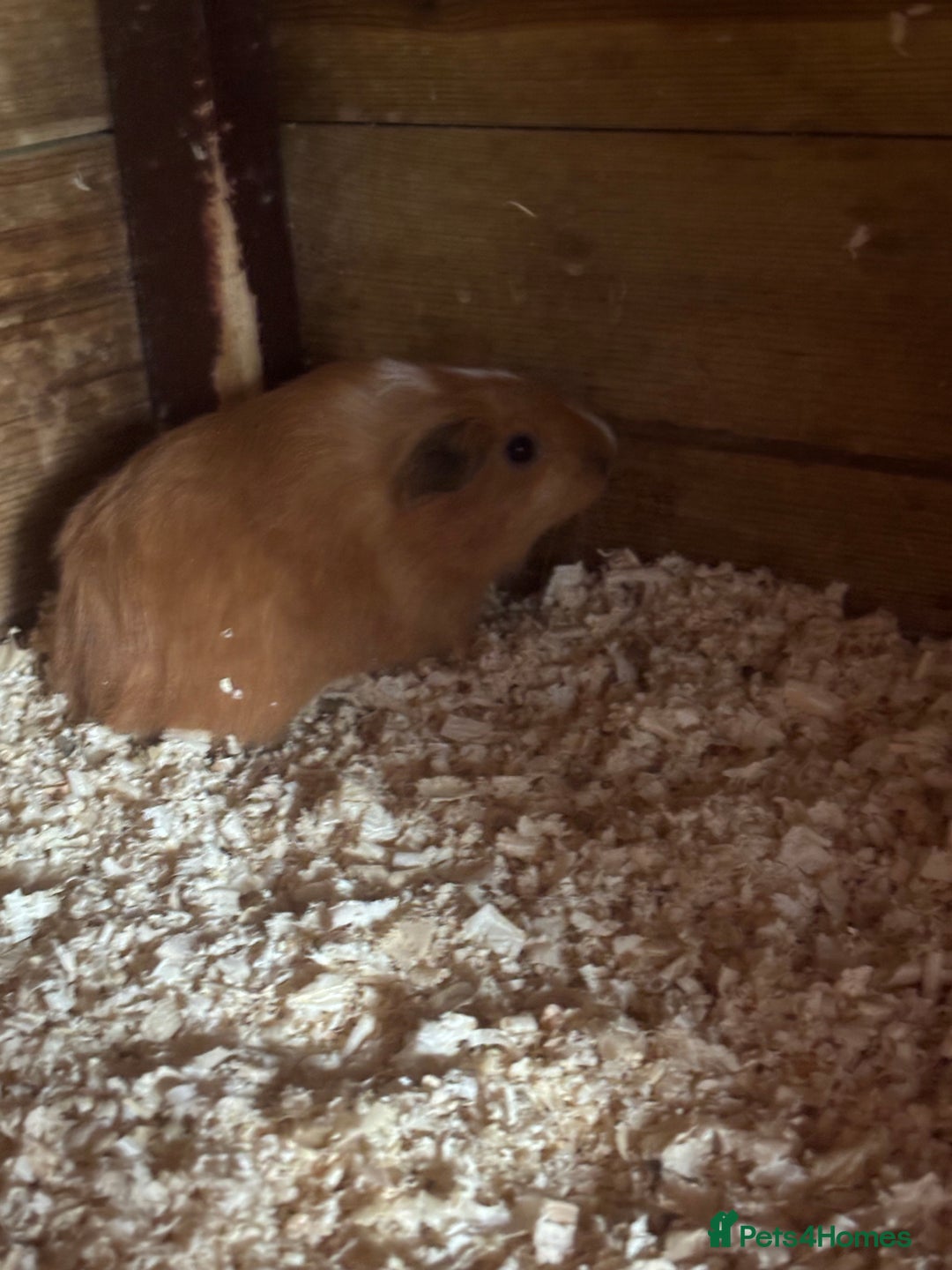 Guinea Pig rodents for sale: gorgeous baby guinea pigs for sale - Image 3