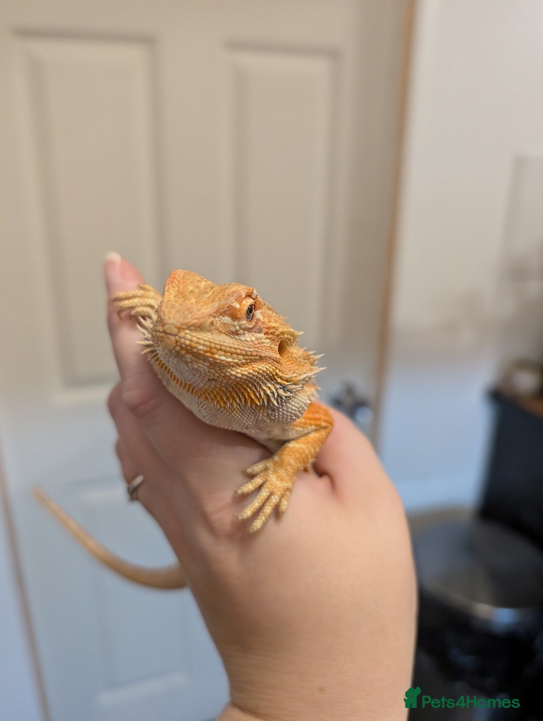 Bearded Dragon reptiles for sale: Baby bearded dragon with 4ft set up - Image 13