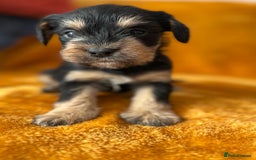 Mixed Breed dogs for sale: SCHNAVALIER PUPPIES  - Image 5