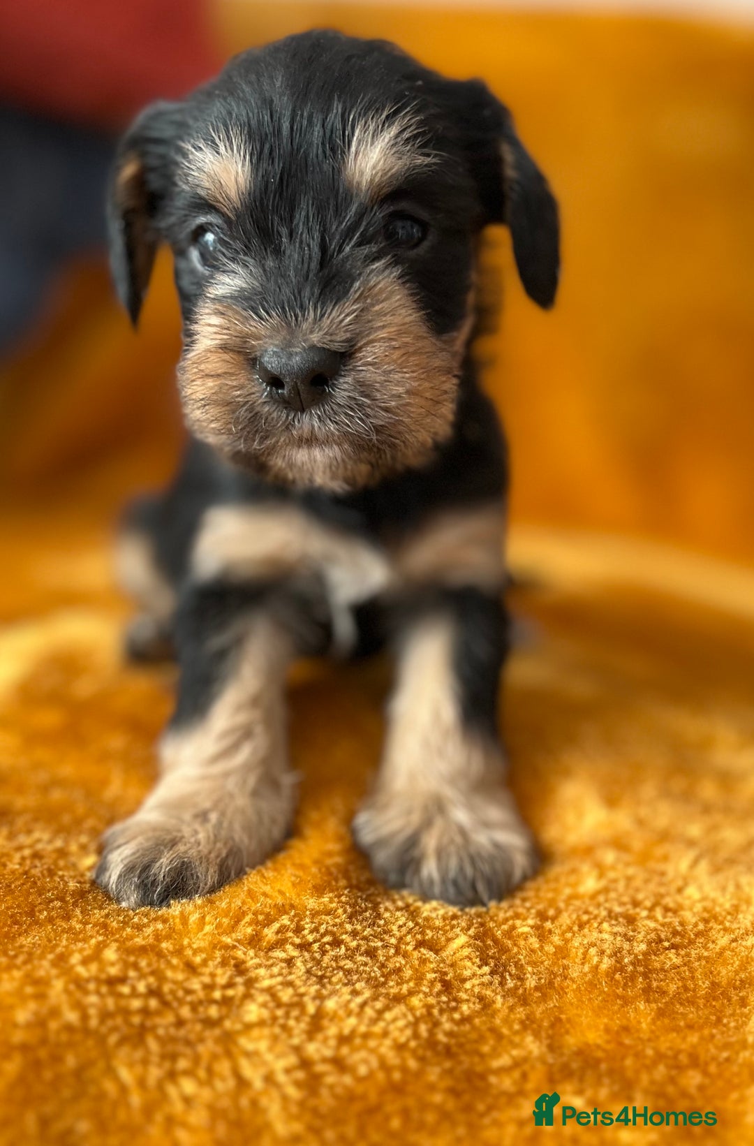Mixed Breed dogs for sale: SCHNAVALIER PUPPIES  - Image 5