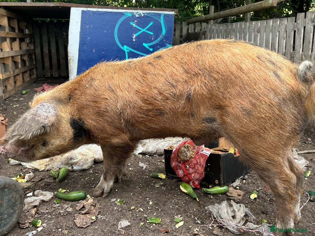 Pig livestock for sale: Tamsworth bore - Image 3