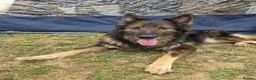 German Shepherd dogs for sale: 8 year old German shepherd  - Advert 2