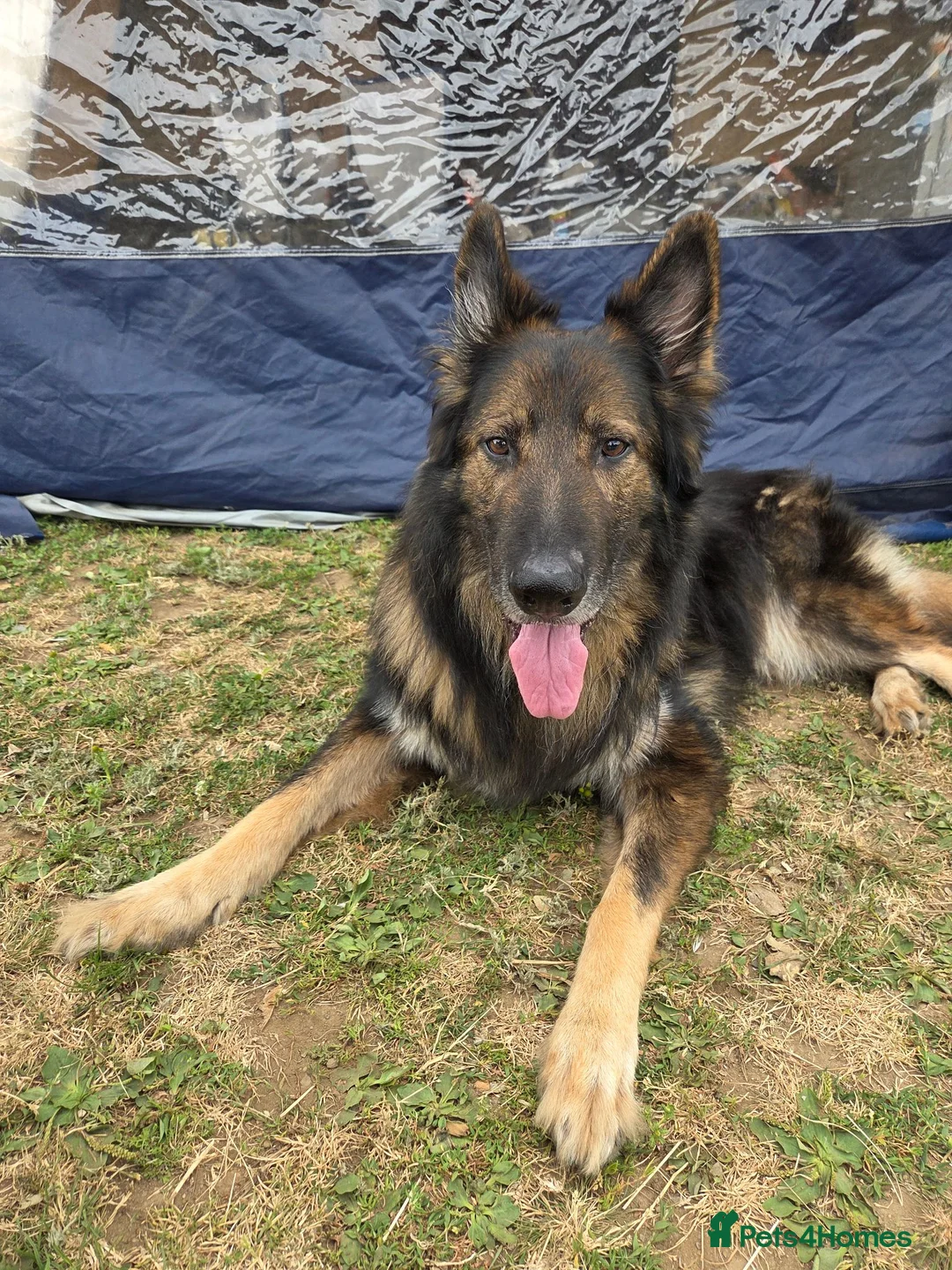 German Shepherd dogs for sale: 8 year old German shepherd  - Advert 2