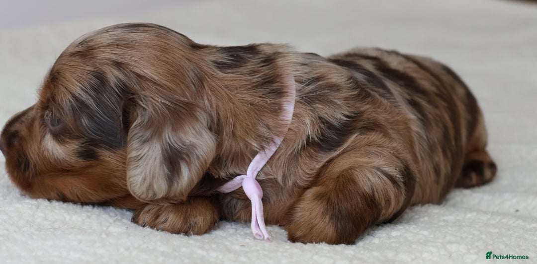 Miniature Dachshund dogs for sale: 5StarsLicensed+LongHaired+KC+PRAClear+VetChecked - Image 36