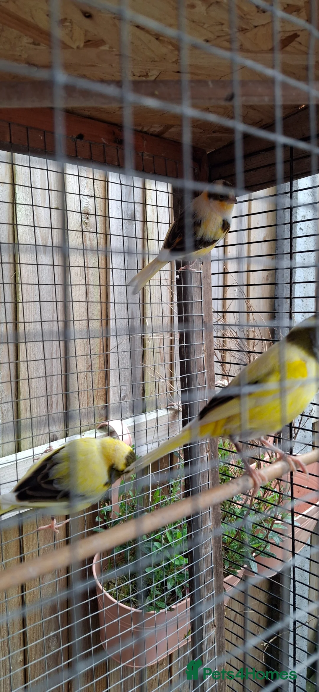 Canaries birds for sale: Canaries - Advert 7