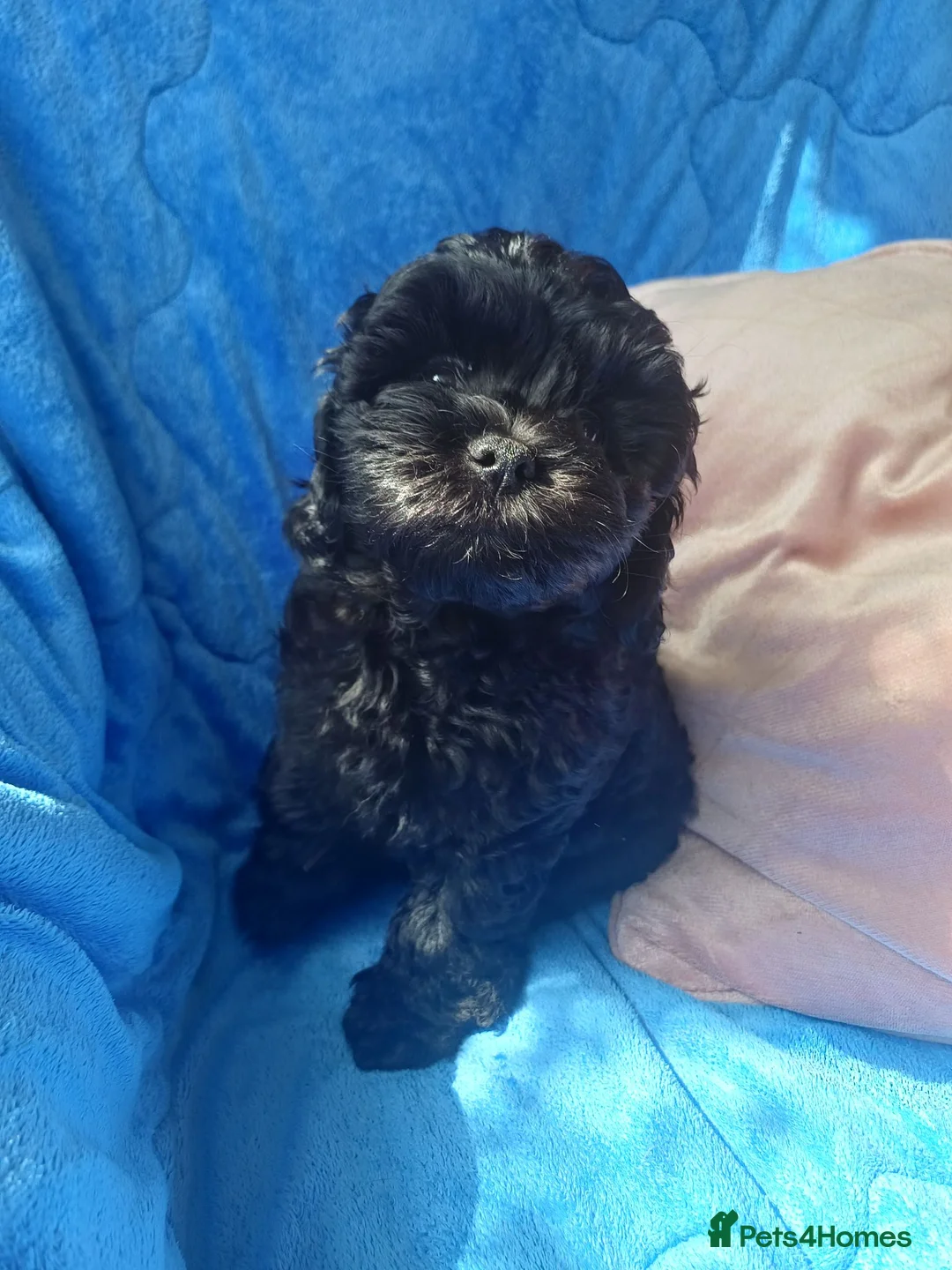 Lhasapoo dogs for sale: Lhasapoo puppy  - Advert 4
