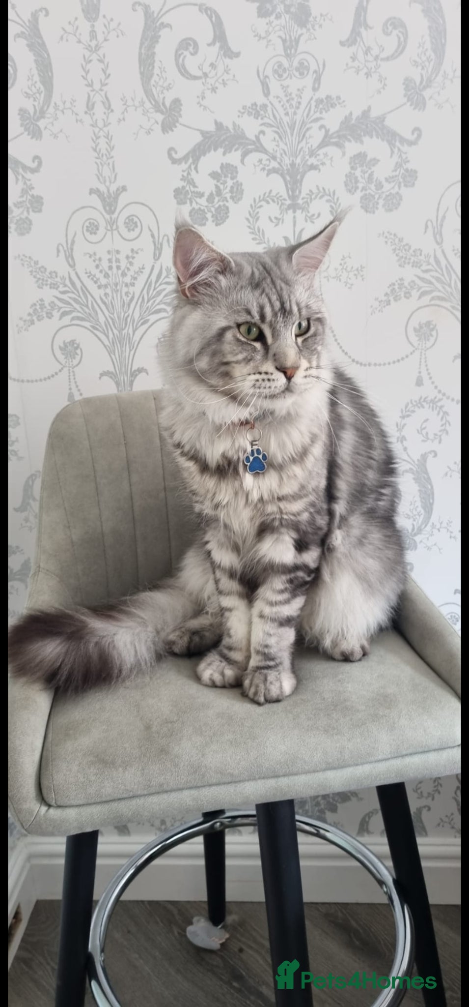 Maine Coon cats XL Tica Stud, Russian Lines, in Boots advert 2025 - Advert 2