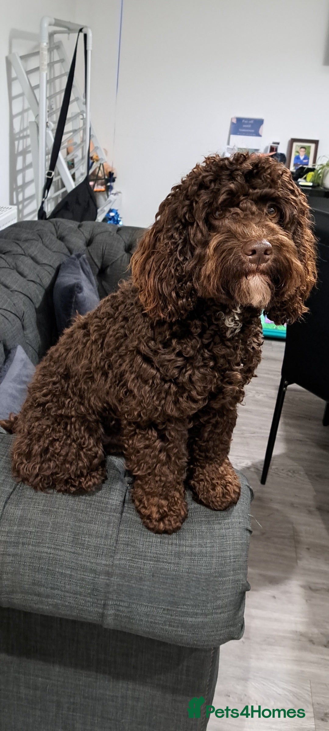 Cockapoo dogs Cockapoo F2 chocolate proven  - Advert 1