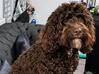 Cockapoo dogs Cockapoo F2 chocolate proven - Advert 1