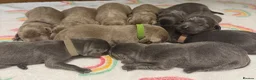 Labrador Retriever dogs for sale: Stunning Silver/Charcoal Labrador pups - Advert 5