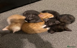 British Shorthair cats for sale: British Shorthair Cross Kittens  - Image 7