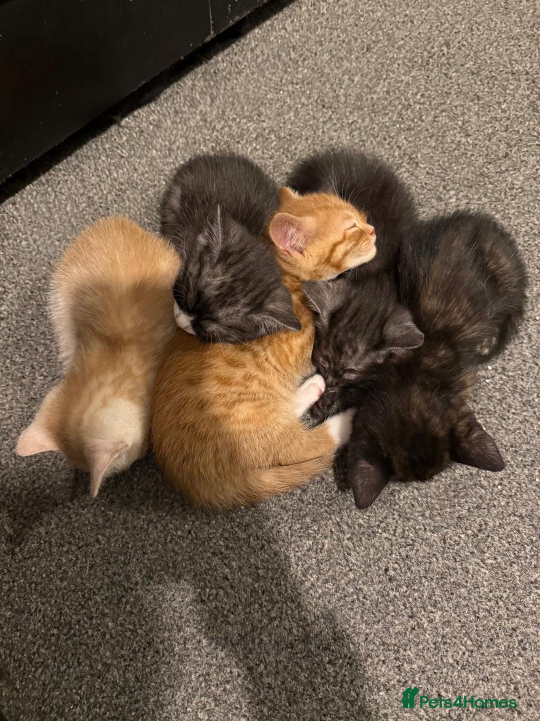 British Shorthair cats for sale: British Shorthair Cross Kittens  - Image 7