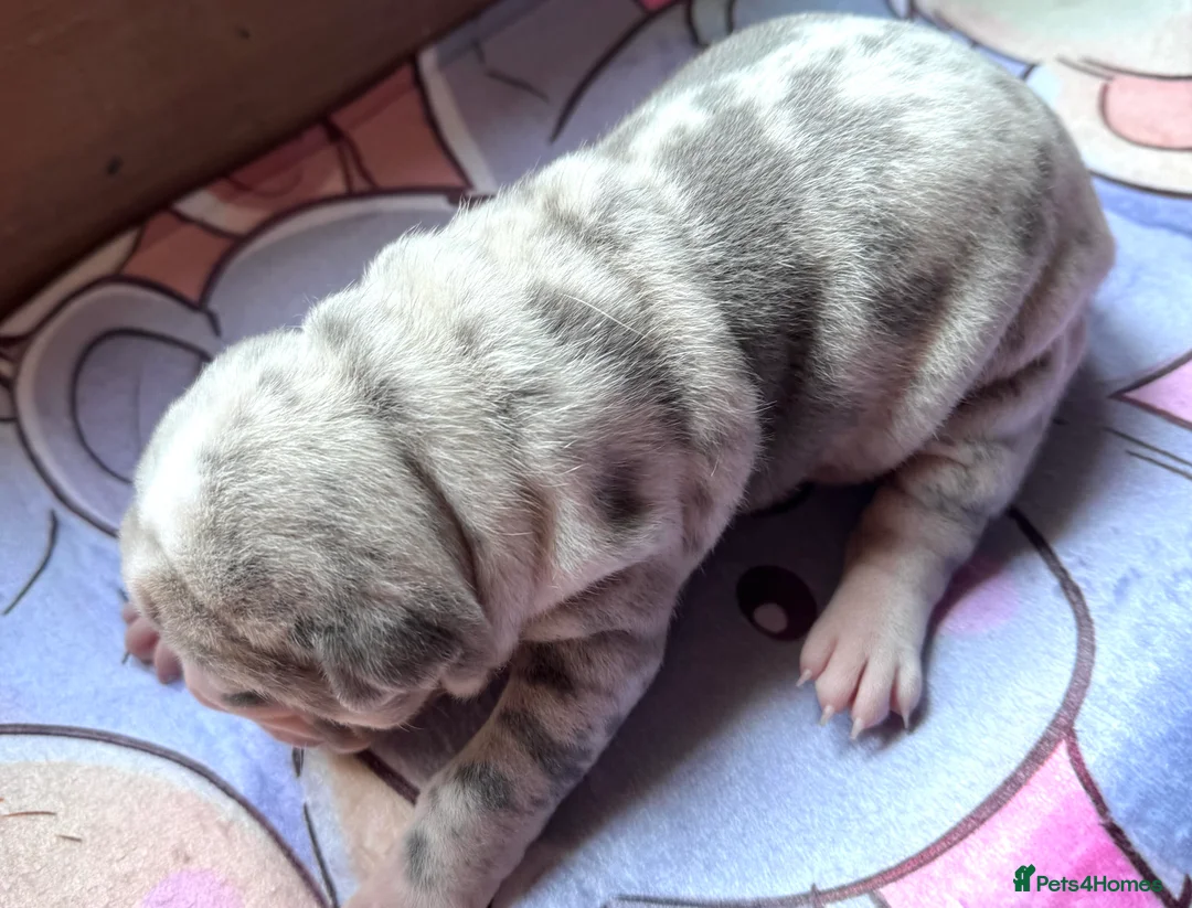 Shar Pei dogs for sale: Stunning Bullpei Puppies (Sharpei/English Bulldog) - Advert 14