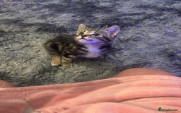 Mixed Breed cats for sale: 2x kittens 1x female 17 weeks & 1x male 8 weeks - Image 4