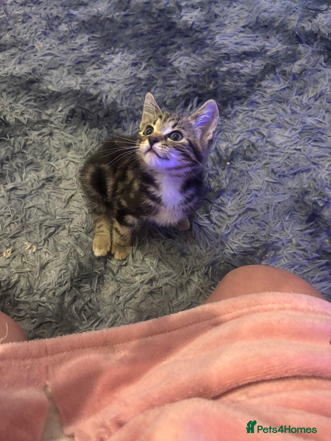 Mixed Breed cats for sale: 2x kittens 1x female 17 weeks & 1x male 8 weeks - Image 4