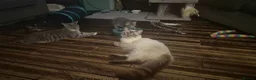 Mixed Breed cats for sale: Grey kittens - Advert 3