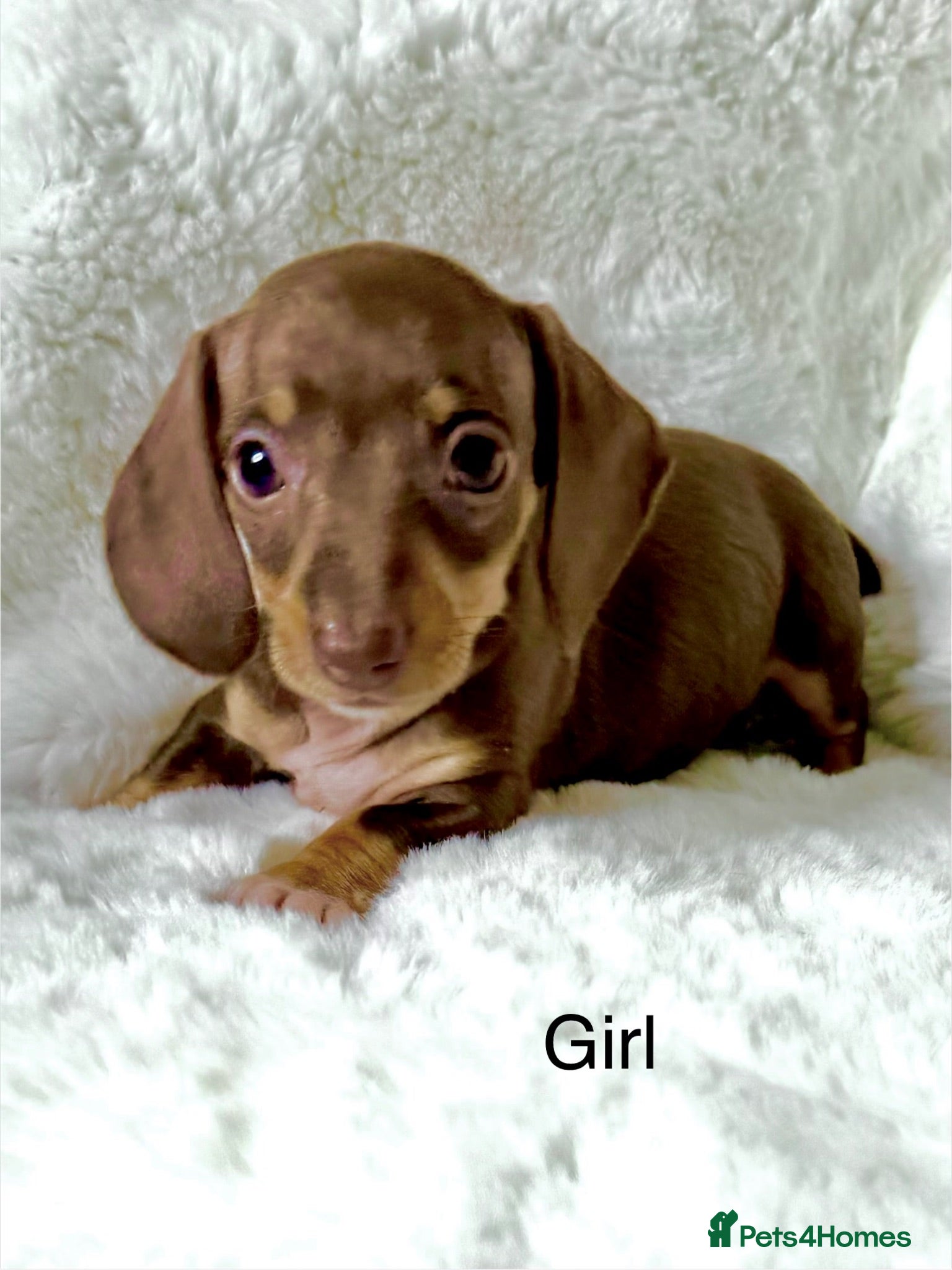 Miniature Dachshund dogs KC Reg Miniature Dachshund Puppies  - Advert 8