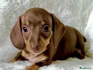 Miniature Dachshund dogs KC Reg Miniature Dachshund Puppies - Advert 8
