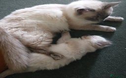 Ragdoll cats for sale: 🐾 Meet our Adorable blue eye ragdoll Crew! 🐾 - Image 8