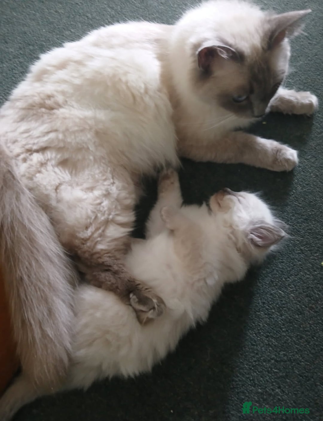 Ragdoll cats for sale: 🐾 Meet our Adorable blue eye ragdoll Crew! 🐾 - Image 8