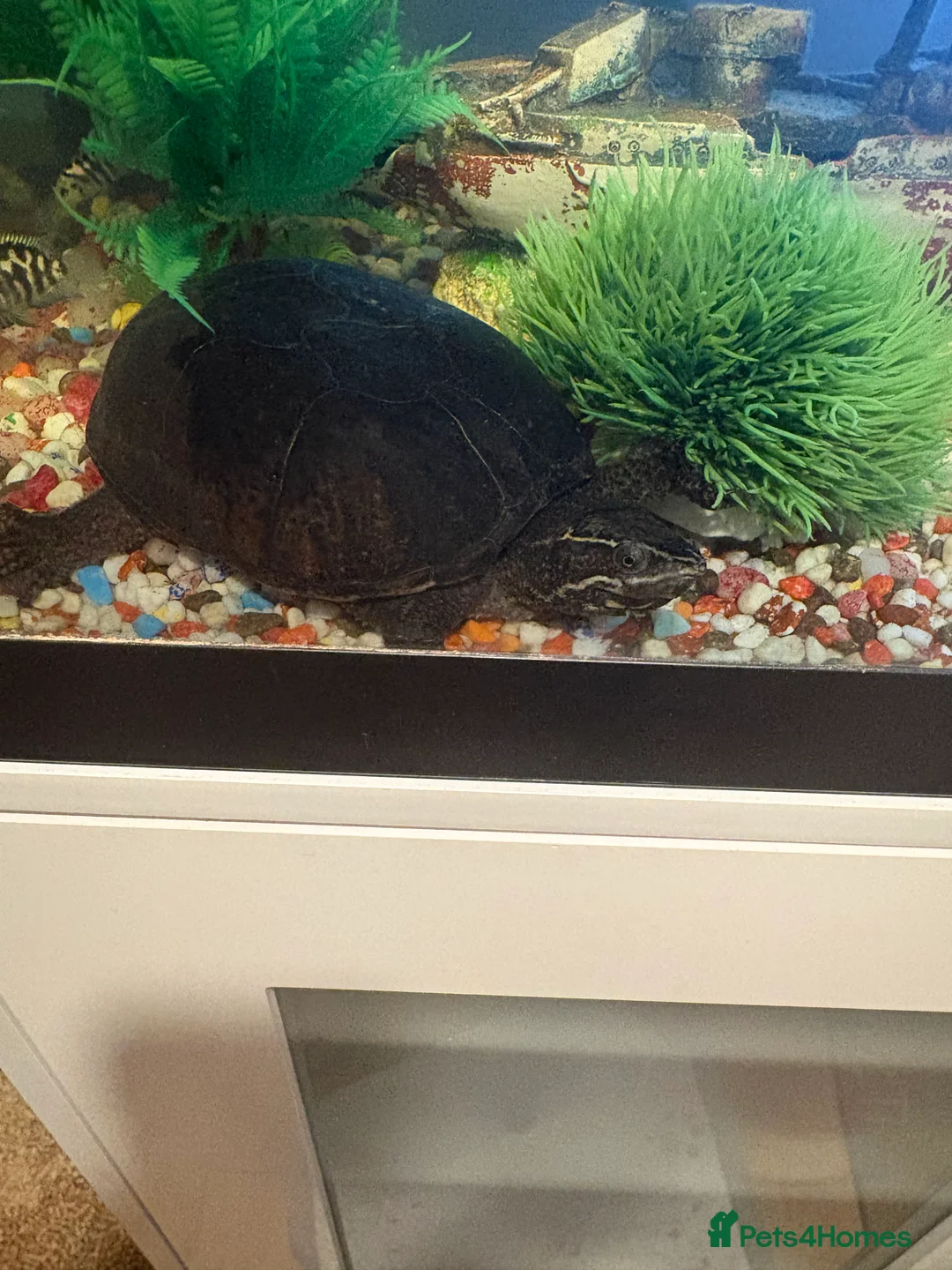Turtle reptiles for sale: Musk turtle - adult male  - Advert 2