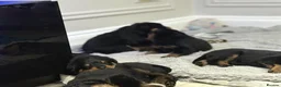 Rottweiler dogs for sale: Chunky Rottweilers  - Advert 13